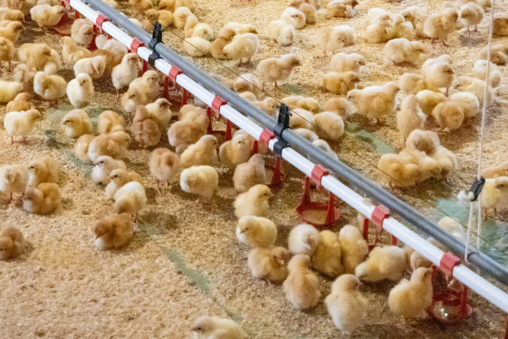 gro419163-034-broilers-1536x1024